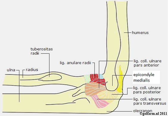 Ga door Gelovige chef Anatomie - Golfarm